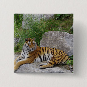 Portrait photo of a Siberian tiger 15 Cm Square Badge
