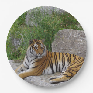 Portrait photo of a Siberian tiger Paper Plate