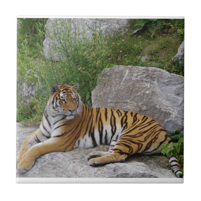 Portrait photo of a Siberian tiger Tile (Front)