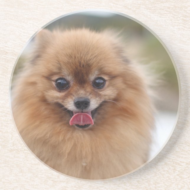 Portrait Pomeranian Dog Coaster (Front)