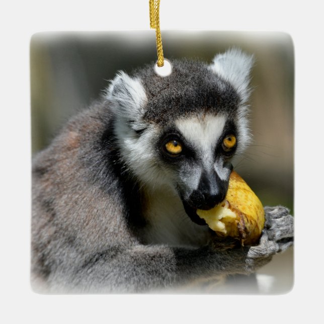 Portrait ring-tailed lemur eating a banana ceramic ornament (Front)