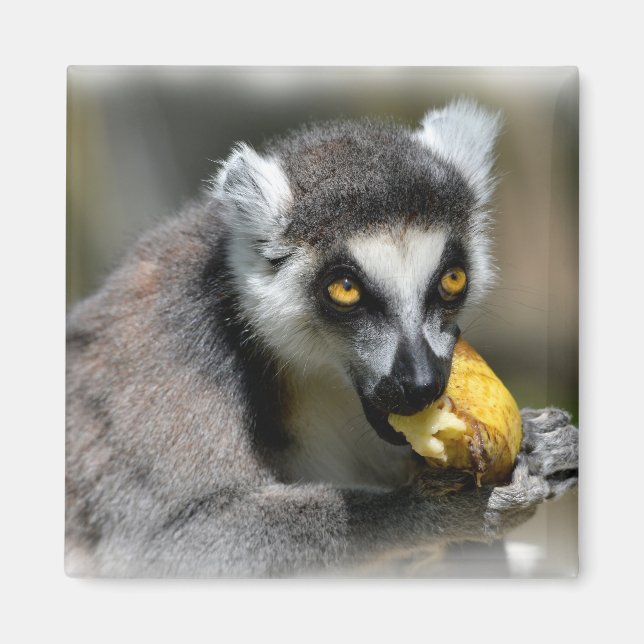 Portrait ring-tailed lemur eating a banana magnet (Front)