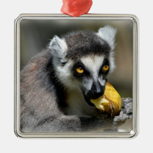 Portrait ring-tailed lemur eating a banana metal tree decoration