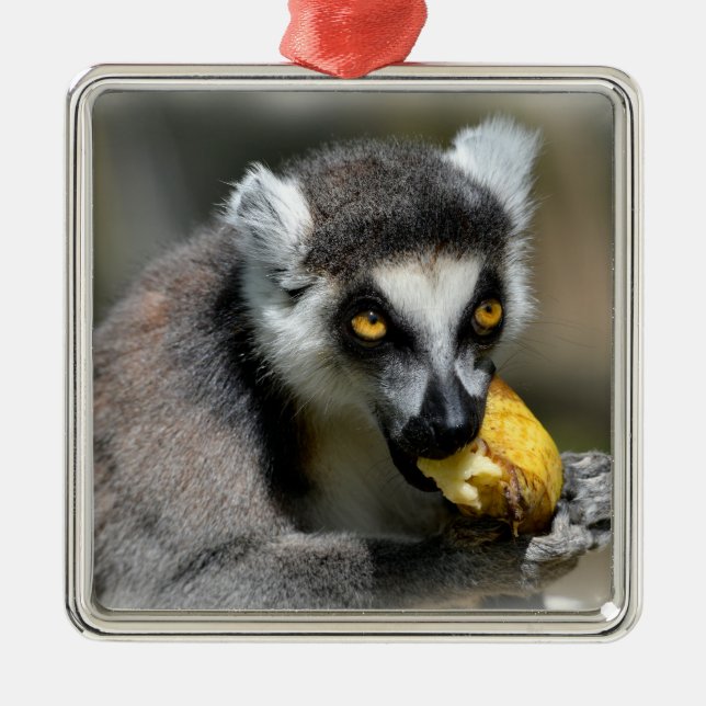 Portrait ring-tailed lemur eating a banana metal tree decoration (Front)