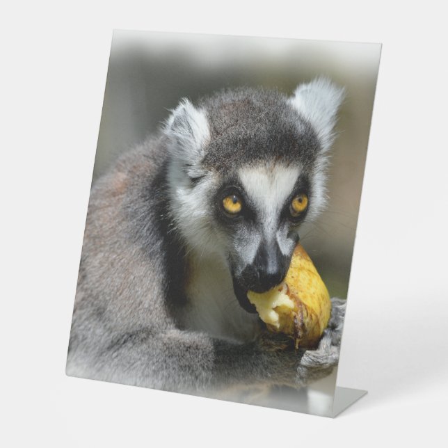 Portrait ring-tailed lemur eating a banana pedestal sign (Front)