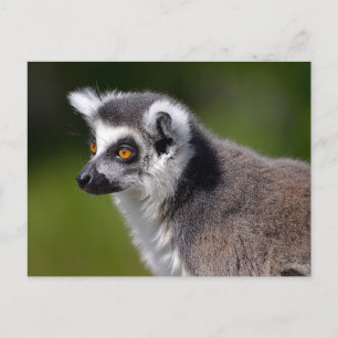 Portrait ring-tailed lemur postcard