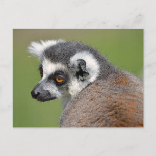 Portrait ring-tailed lemur postcard