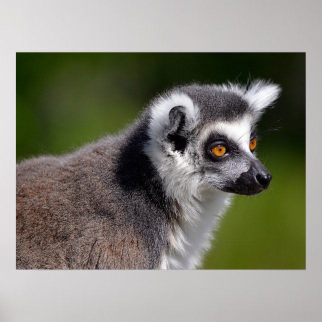 Portrait ring-tailed lemur postcard square sticker poster (Front)