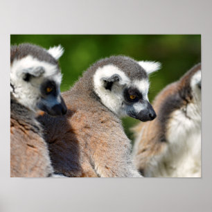 Portrait ring-tailed lemurs poster