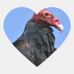 Portrait Turkey vulture Heart Sticker