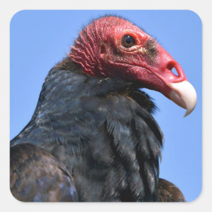 Portrait Turkey vulture Square Sticker