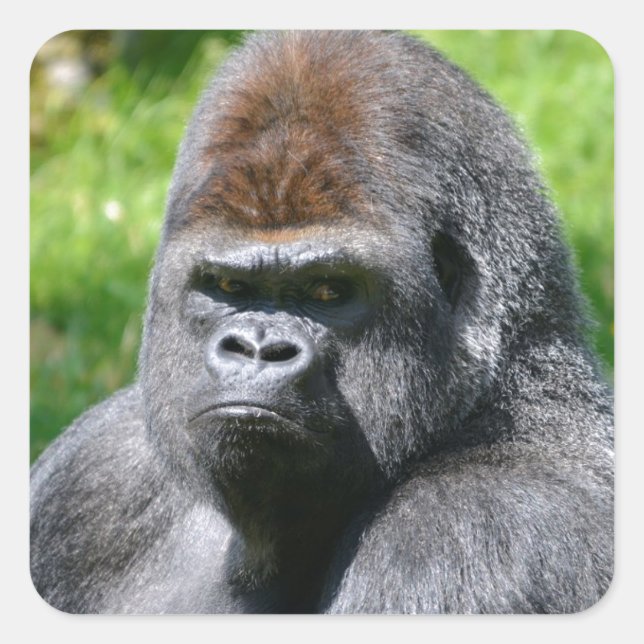 Portrait western lowland gorilla square sticker (Front)