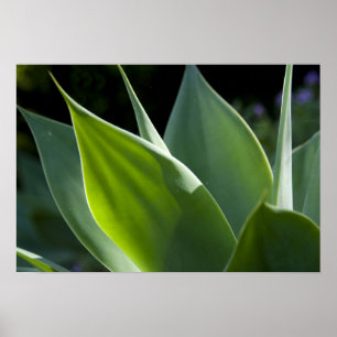 Portugal, Madeira Island, Funchal. Botanical Poster