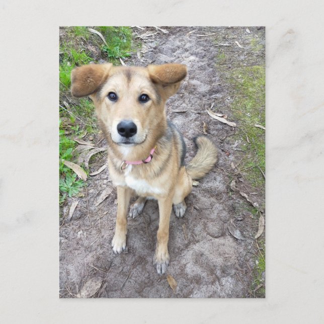 Portuguese Akita and German Shepherd mix Postcard (Front)