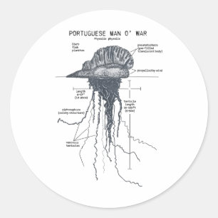 Portuguese Man O War Anatomy Marine Biologist  Classic Round Sticker