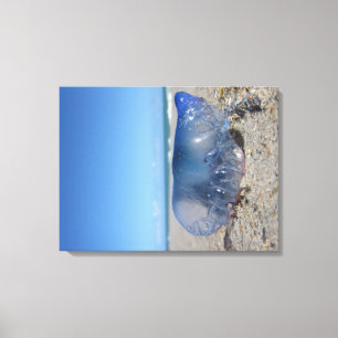 Portuguese Man O' War Canvas Print