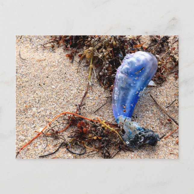 Portuguese Man of War #1 Postcard (Front)