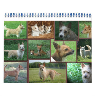 Portuguese Podengo Pequeno calendar