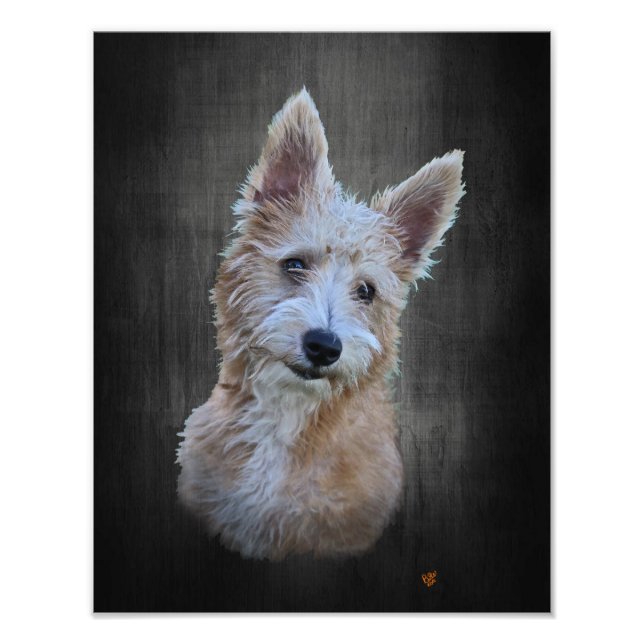 Portuguese Podengo Pequeno Photo Print (Front)