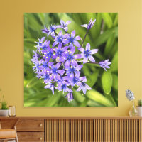 Portuguese Squill Flowers Closeup Nature Photo