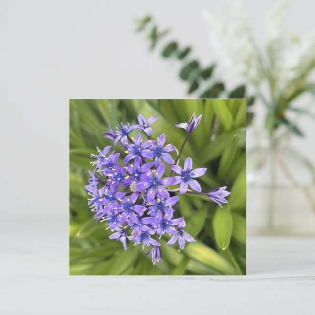 Portuguese Squill Flowers Closeup Nature Photo Card (Standing Front)