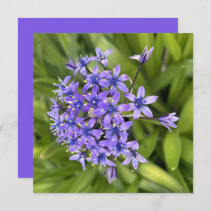 Portuguese Squill Flowers Closeup Nature Photo Card