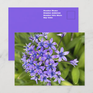 Portuguese Squill Flowers Closeup Nature Photo Postcard