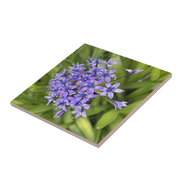 Portuguese Squill Flowers Closeup Nature Photo Tile (Side)