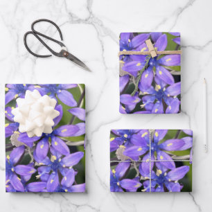 Portuguese Squill Flowers Closeup Nature Photo Wrapping Paper Sheet