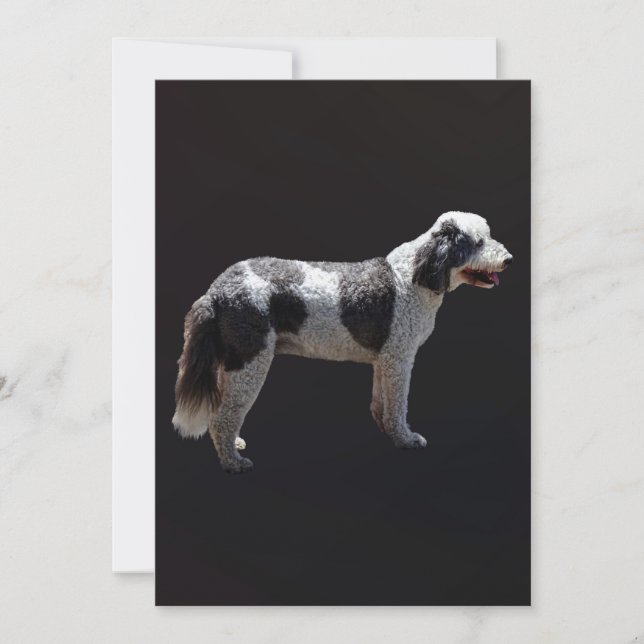 Portuguese Water Dog (Front)