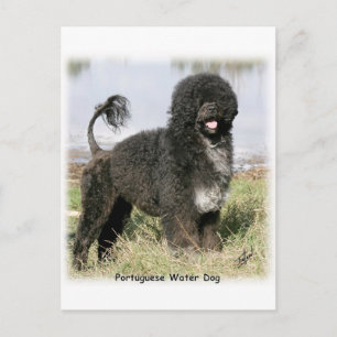 Portuguese Water Dog 9Y154D-030 Postcard