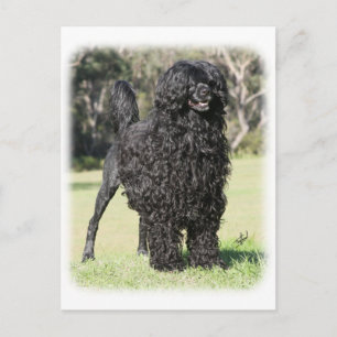 Portuguese Water Dog 9Y510D-338 Postcard