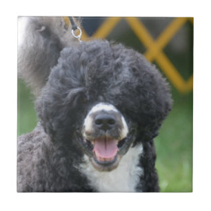 Portuguese Water Dog Tile