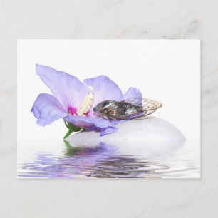 Poscard - Cicada in Provence Postcard