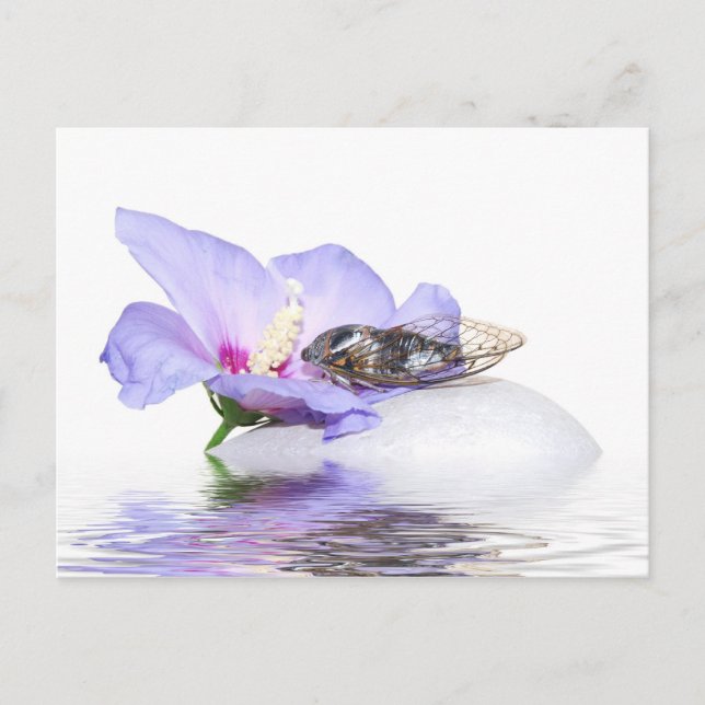 Poscard - Cicada in Provence Postcard (Front)