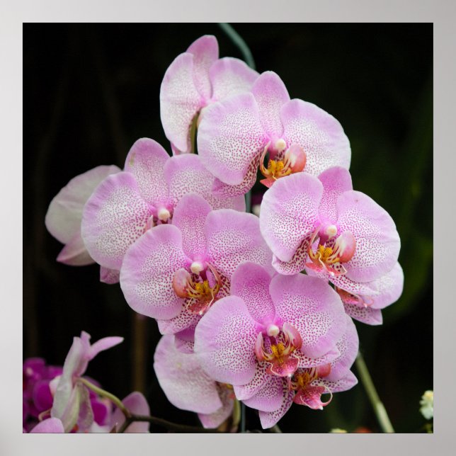 Posh Pink Orchids Poster (Front)