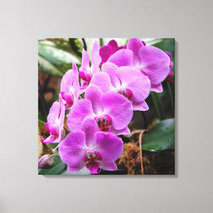 Posh Purple Orchids Stretched Canvas Print