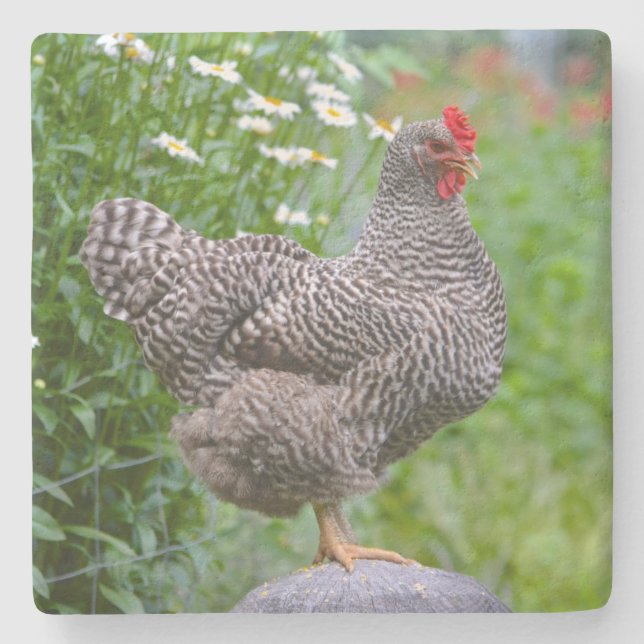 Posing Chicken Stone Coaster (Front)