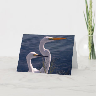 Posing Egrets Card