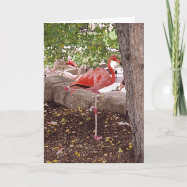 "Posing Flamingo" Thank You Card (Front)