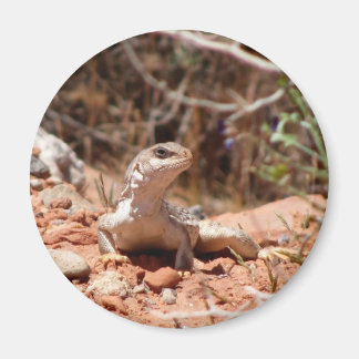 Posing for the Camera Magnet