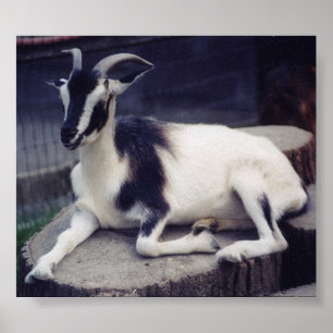 Posing Goat Poster