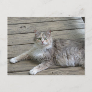 Posing Grey Cat Postcard