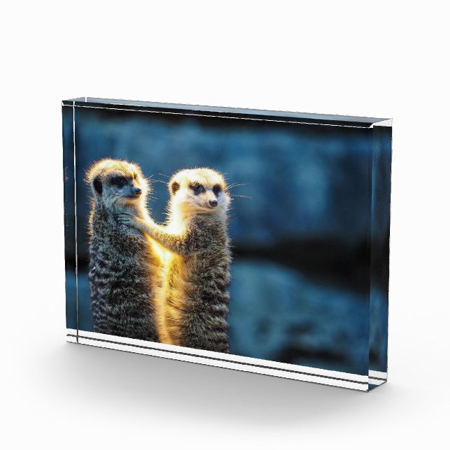 Posing meerkats photo block (Right)