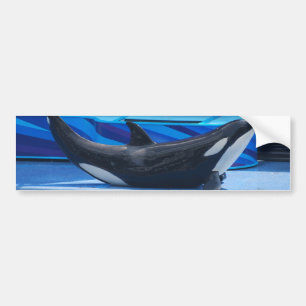 Posing Orca Bumper Sticker