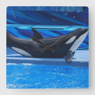 Posing Orca Wall Clock