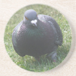 Posing Pigeon Coasters