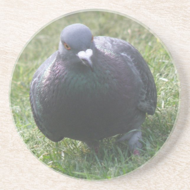 Posing Pigeon Coasters (Front)