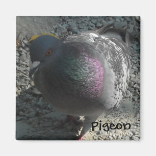 Posing Pigeon Magnet