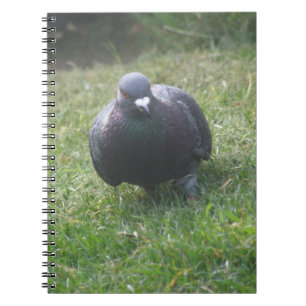 Posing Pigeon Notebook